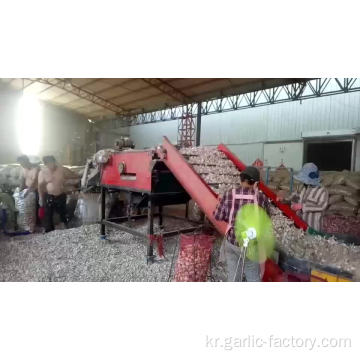 디자인 포장 중국산 생마늘 공급